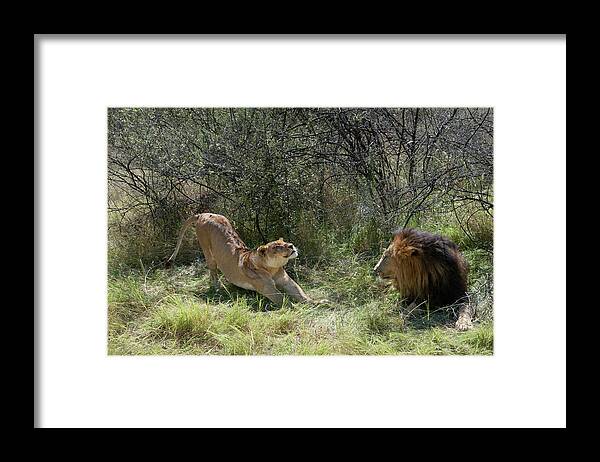 Africa Framed Print featuring the photograph Lions by Adele Aron Greenspun