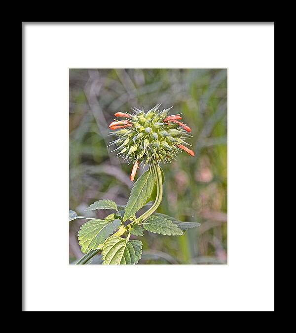 Wildflower Framed Print featuring the photograph Lion's Ear Wildflower by Carol Bradley