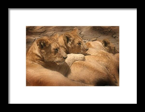 Lions Framed Print featuring the photograph Lions of Serengeti by Joseph G Holland