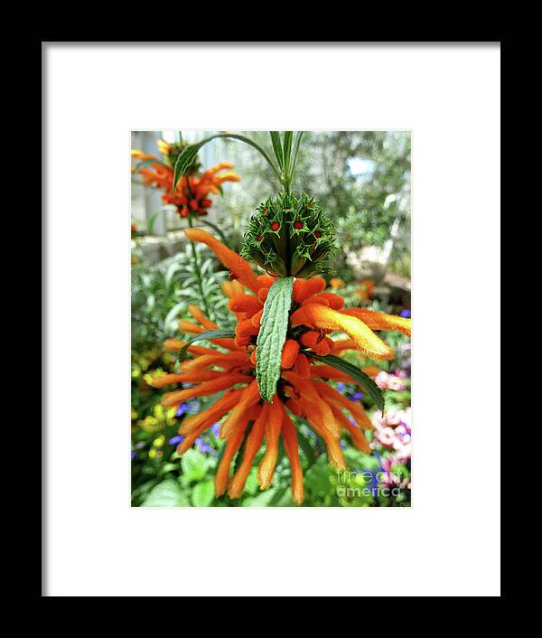 Flower Framed Print featuring the photograph Lion's Tail Salvia by Jean Wright