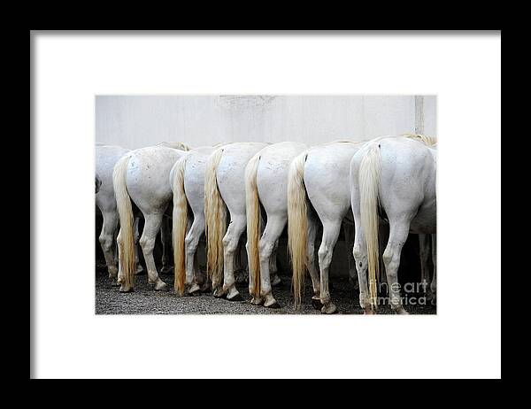 Lipica Stud Framed Print featuring the photograph Lipizzans at the Water Trough by Carien Schippers