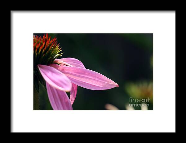 Coneflower Framed Print featuring the photograph Lips on a Purple Coneflower by Steve Augustin