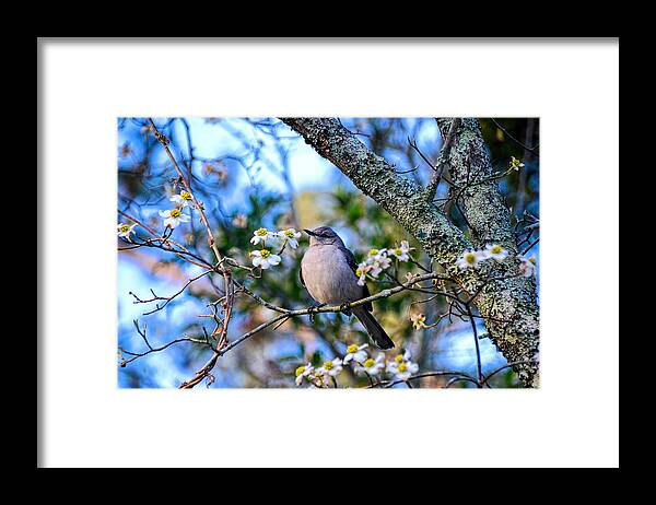 Bird Framed Print featuring the photograph Listen to the Mockingbird by Linda Brown