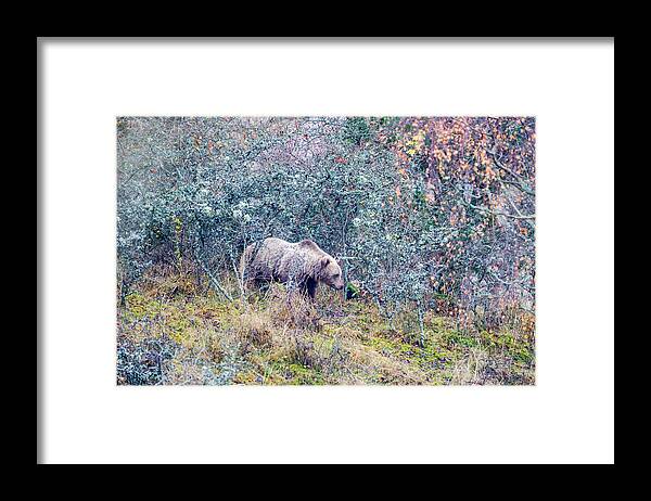 Bear Framed Print featuring the photograph Listening Bear by Torbjorn Swenelius