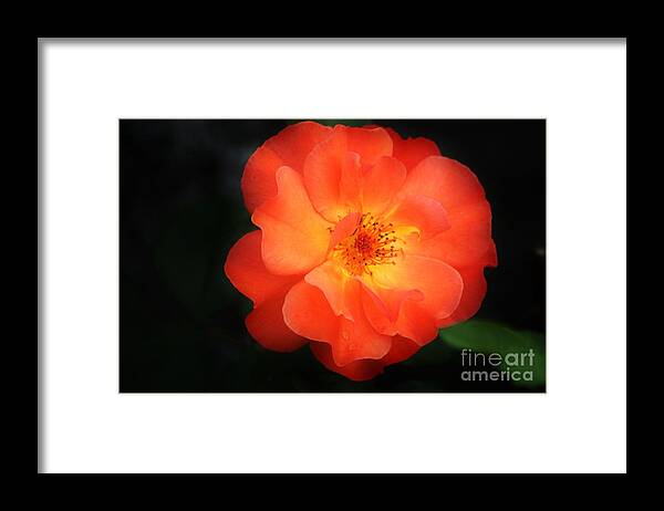 Flower Framed Print featuring the photograph Lite up by Merle Grenz