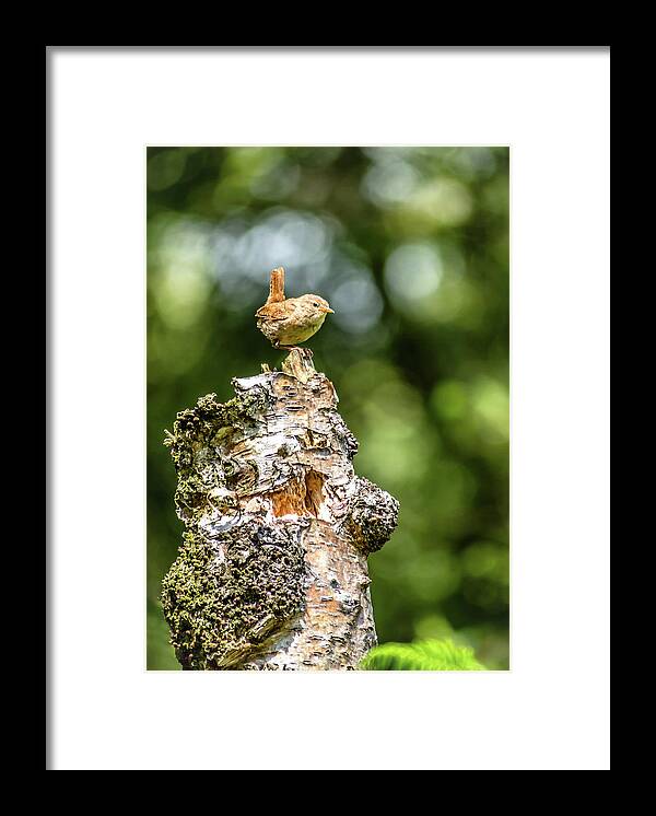 Wren Framed Print featuring the photograph Little Bird by Nick Bywater