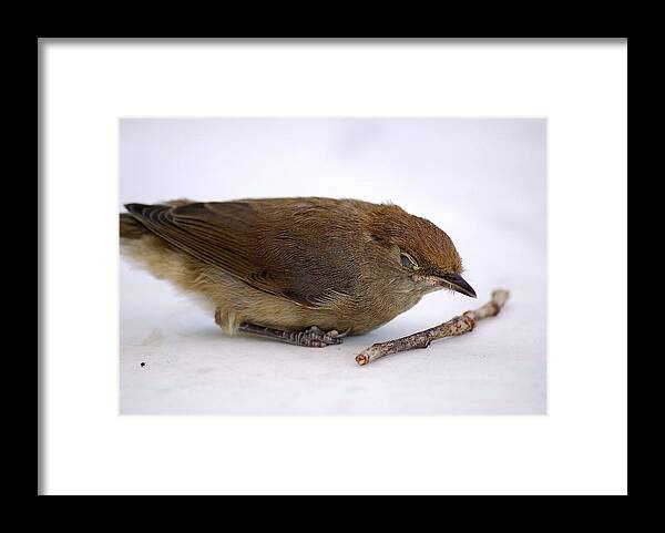Bird Framed Print featuring the photograph Little bird by Pierre Dijk