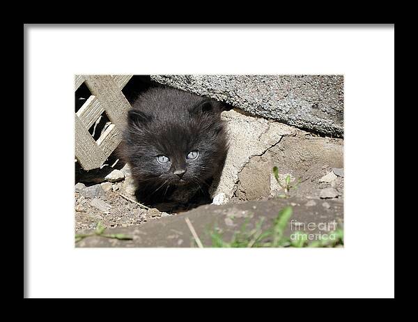 Kittens Framed Print featuring the painting Little Black Kitten by Reb Frost
