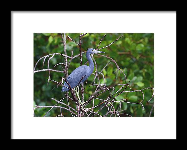 Caroni Swamp Framed Print featuring the photograph Little Blue At Trinidad's Caroni Swamp by Steve Wolfe