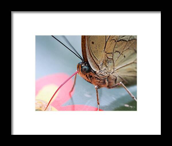 Butterfly Framed Print featuring the photograph Little Blue Eyes by Jessica Myscofski