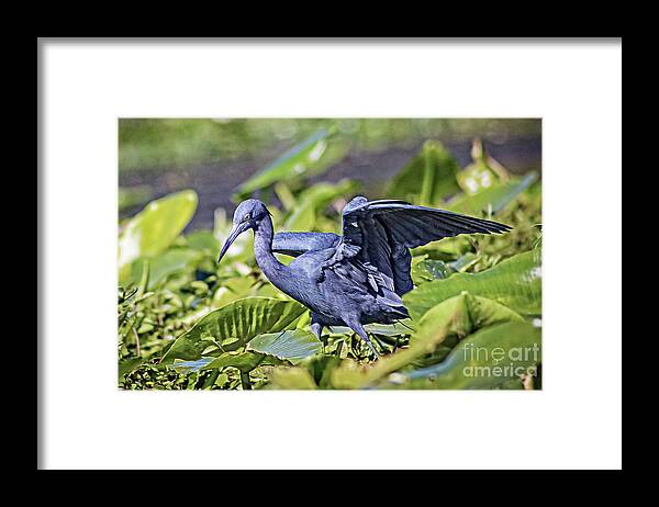 Nature Framed Print featuring the photograph Little Blue Heron Hunting - Egretta Caerulea by DB Hayes