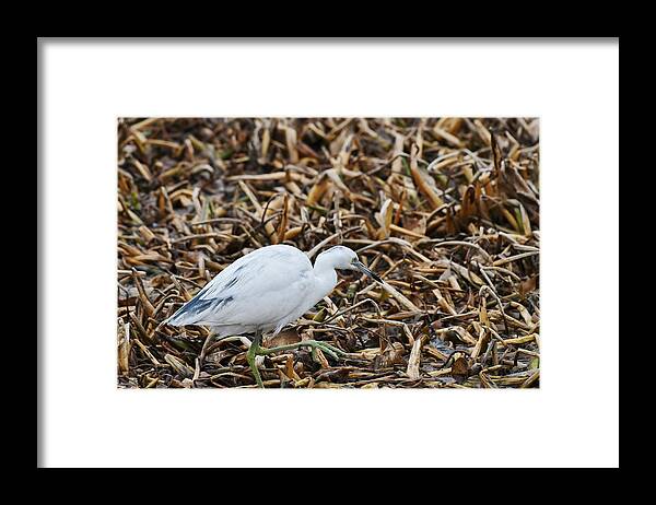 Heron Framed Print featuring the photograph Little Blue Heron- immature molting by David Campione