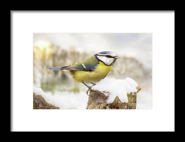Snow Framed Print featuring the photograph Little blue tit in winter snow by Simon Bratt