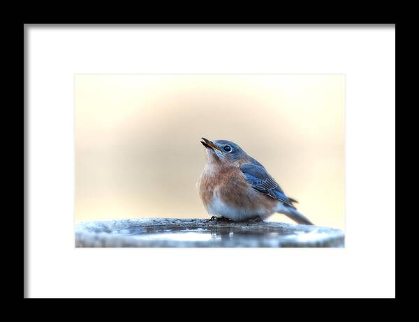 Eastern Bluebird Framed Print featuring the photograph Little Bluebird in Morning Light by Bonnie Barry
