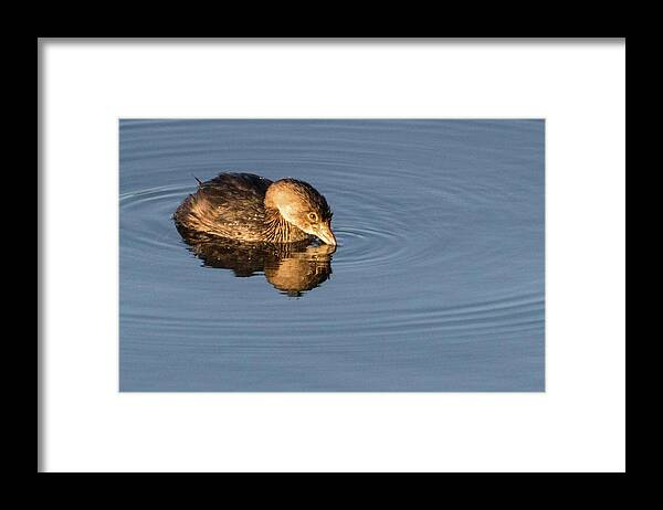 Wildlife Framed Print featuring the photograph Little Brown Duck by John Benedict