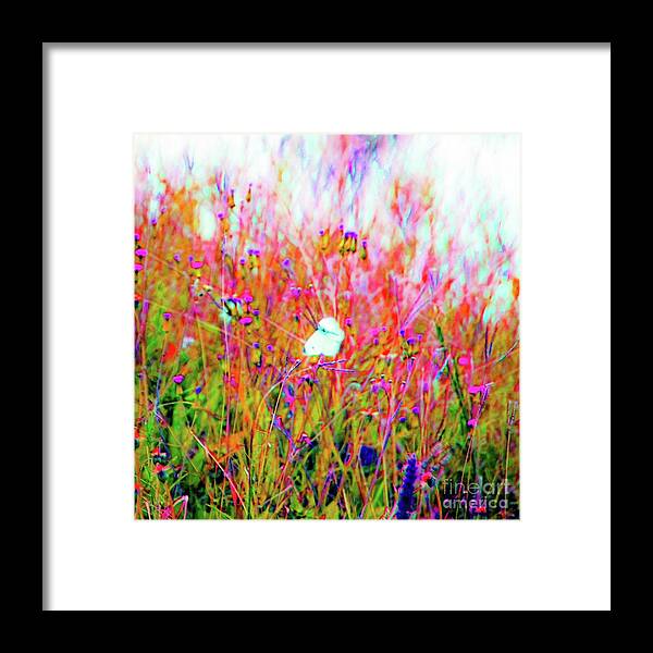 Butterfly Framed Print featuring the photograph Little Butterfly Fly by D Davila