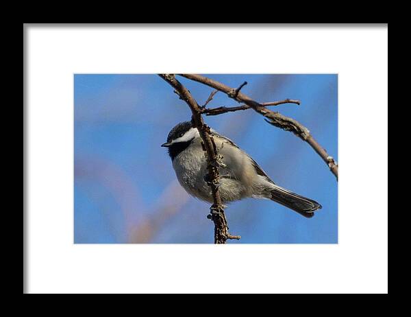 Wildlife Framed Print featuring the photograph Little Chickadee by John Benedict