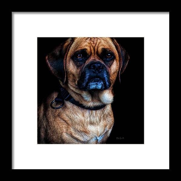 Dog Framed Print featuring the photograph Little Dog Big Heart by Bob Orsillo