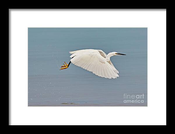 Little Framed Print featuring the photograph Little egret in flight by Nick Biemans