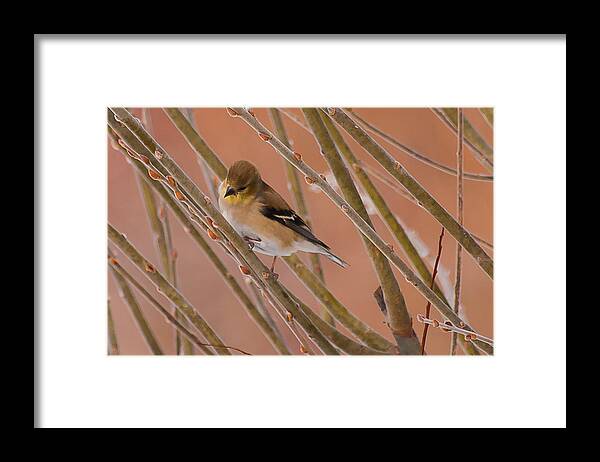 Bird Framed Print featuring the photograph Little Finch by Heather Hubbard