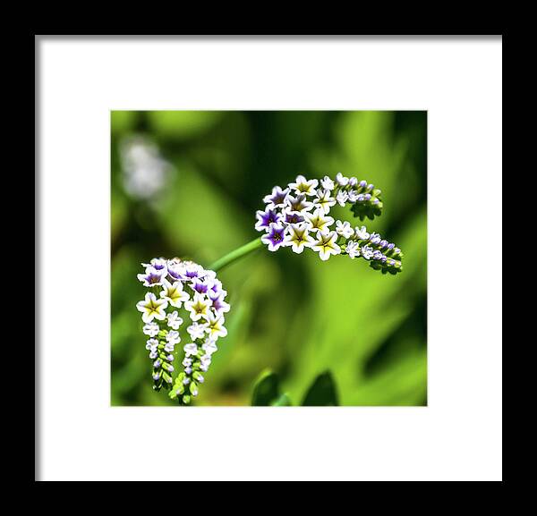 Flowers & Plants Framed Print featuring the photograph Little Floral Stars by Kathleen Maconachy