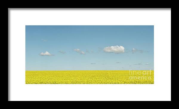 Wildflowers Framed Print featuring the photograph Little Fluffy Clouds by Tim Gainey