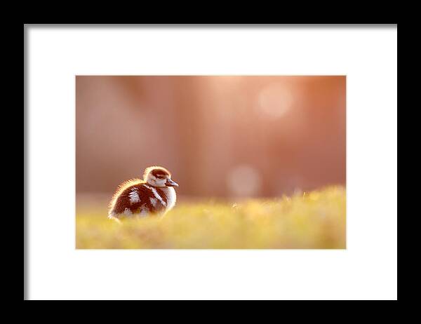 Egyptian Goose Framed Print featuring the photograph Little Furry Animal - Gosling in warm light by Roeselien Raimond