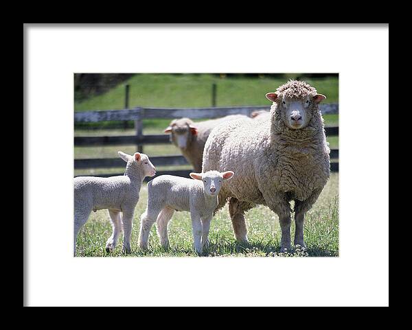 Mama With Two Baby Lambs Framed Print featuring the photograph Little lambs by Gregory Blank