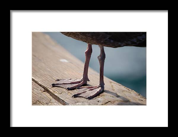 Bird Framed Print featuring the photograph Little Legs by Maria Aduke Alabi