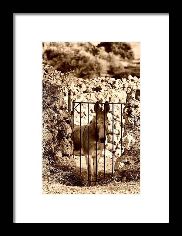 Animal Framed Print featuring the photograph Little Mediterranean Donkey In Sephia By Pedro Cardona by Pedro Cardona Llambias