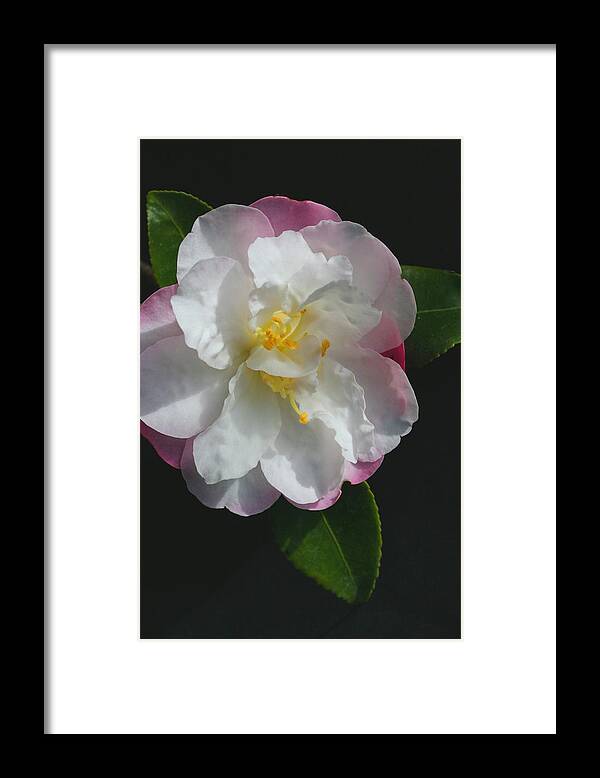 Little Pearl Camellia Framed Print featuring the photograph Little Pearl Camellia by Tammy Pool