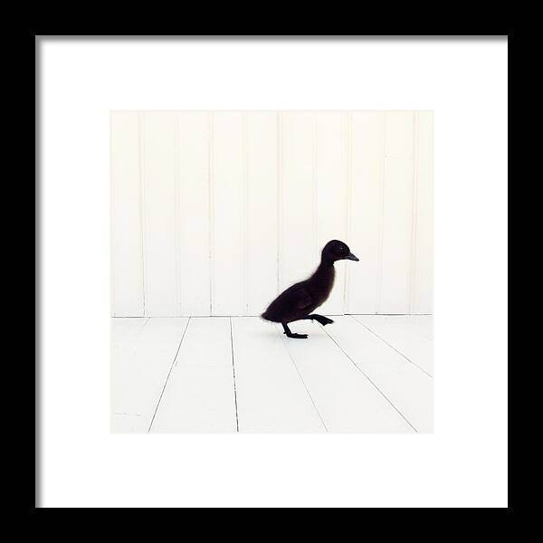 Duck Photography Framed Print featuring the photograph Little - Square Version by Amy Tyler
