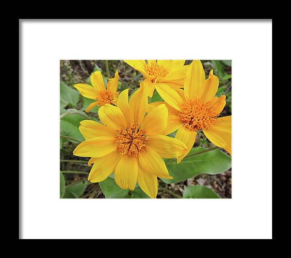 Flower Framed Print featuring the photograph Little Sunflowers by Connor Beekman
