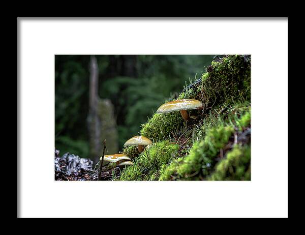 Mushroom Framed Print featuring the photograph Little Things in a Big Forest by Belinda Greb