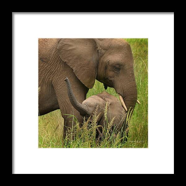 Elephant Framed Print featuring the photograph Little Toot by Joseph G Holland