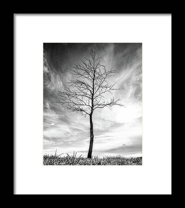 Tree Framed Print featuring the photograph Little Tree by Roseanne Jones