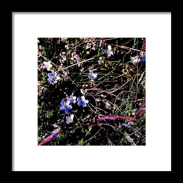 Flowers Framed Print featuring the photograph Little Twinkles by HweeYen Ong