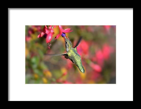 Hummingbird Framed Print featuring the photograph Little Wonder by Carolyn Mickulas