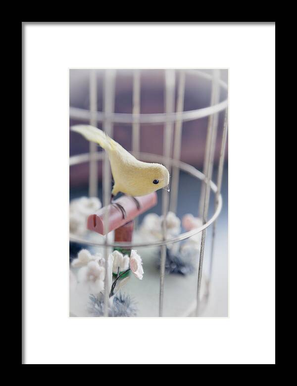 Birdcage Framed Print featuring the photograph Little Yellow Bird by Caitlyn Grasso