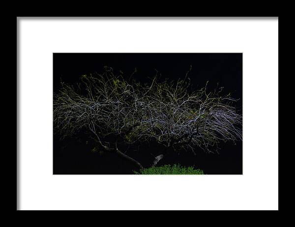 Orcinusfotograffy Framed Print featuring the photograph Siren In The Dark by Kimo Fernandez