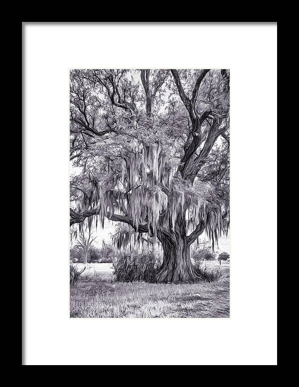 Evergreen Plantation Framed Print featuring the photograph Live Oak and Spanish Moss - Paint BW 2 by Steve Harrington
