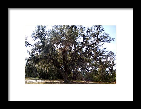 Landscape Framed Print featuring the photograph Live Oak by Jean Wolfrum