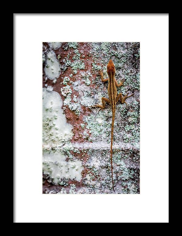 Brown Framed Print featuring the photograph Lizard and Lichen on Brick by Susie Weaver
