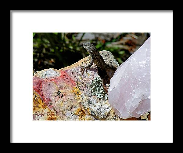 Lizard Animals Rocks Colorado Garden Minerals Quartz Simple Framed Print featuring the photograph Lizard by George Tuffy
