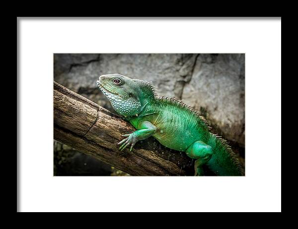 Lizard Framed Print featuring the photograph Lizard on Branch by Frank Mari