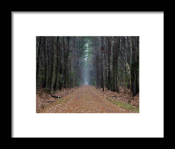 Forest Framed Print featuring the photograph Loblolly Lane by Bob Geary