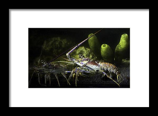 Lobster Framed Print featuring the photograph Lobster in Love by Marilyn Hunt
