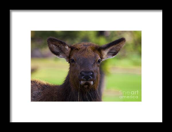Female Elk Framed Print featuring the photograph Local Girls by Barbara Schultheis