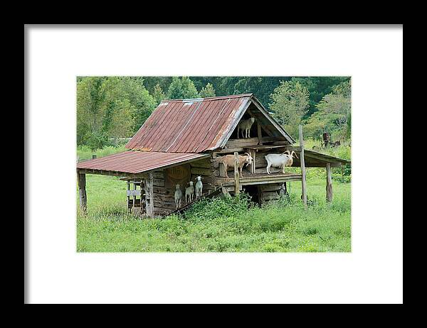 Barn Framed Print featuring the photograph Local Lawn Service by Blaine Owens