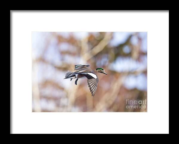 Duck Framed Print featuring the photograph Locked Widgeon by Douglas Kikendall